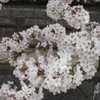 IMG_0023