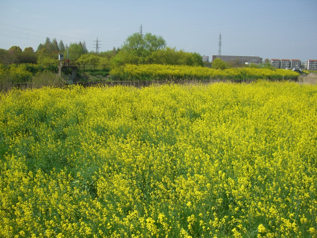 CIMG0003