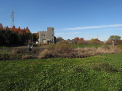 鴨川沿いの緑2