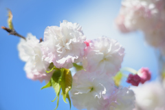 花桃？2