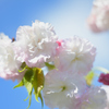 花桃？2