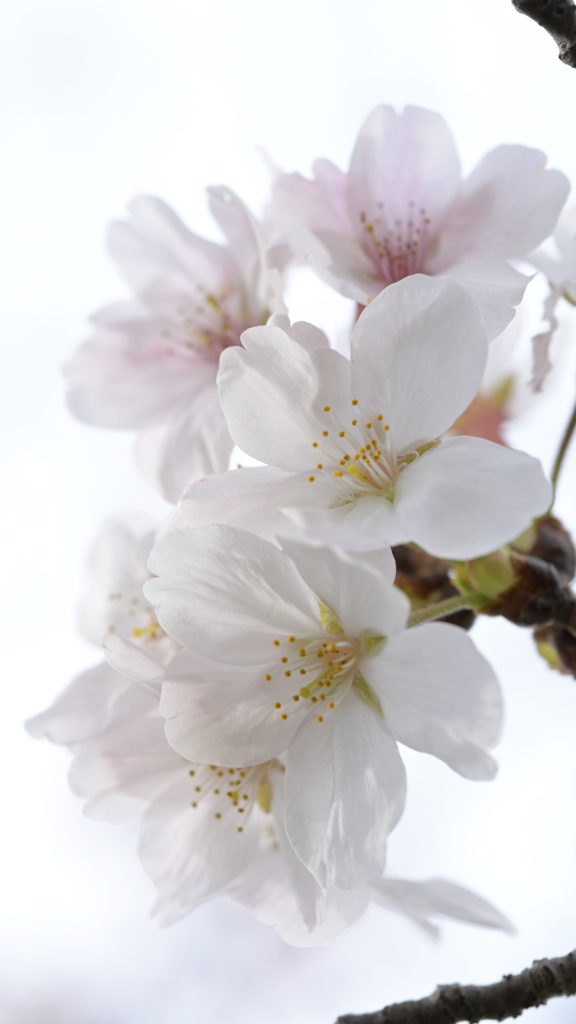 桜3