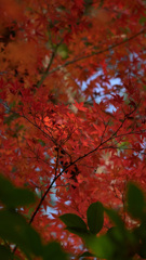 豊玉姫神社7