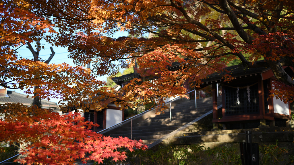 鹿児島神社の紅葉