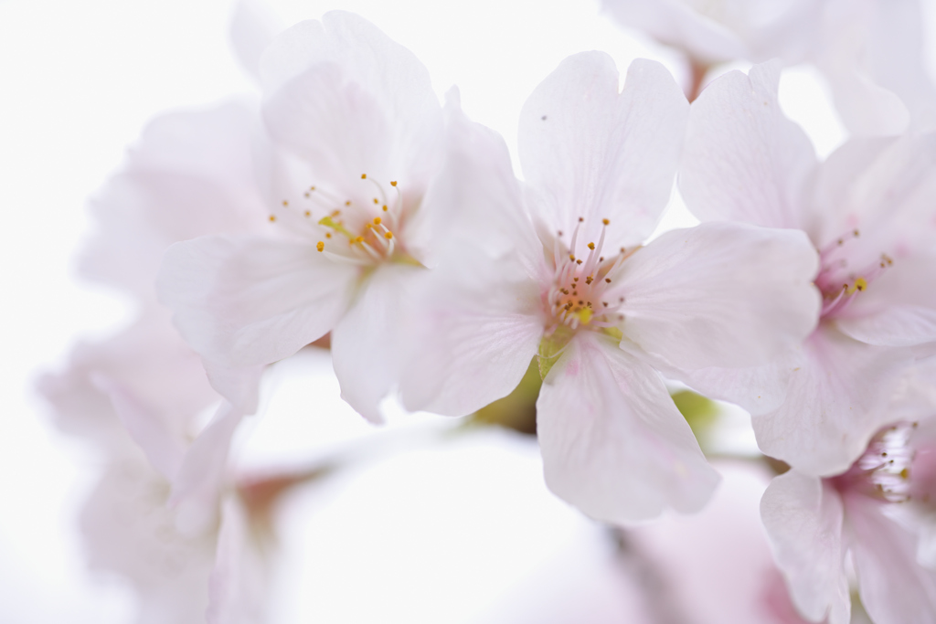 桜1