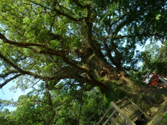 蒲生神社　９