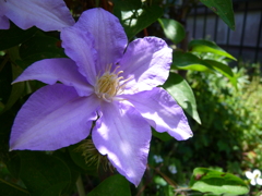 涼しげな花