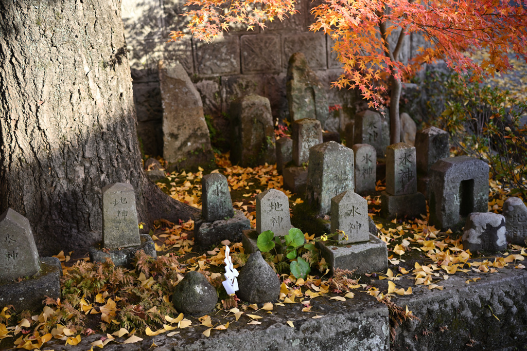 鹿児島神社の紅葉