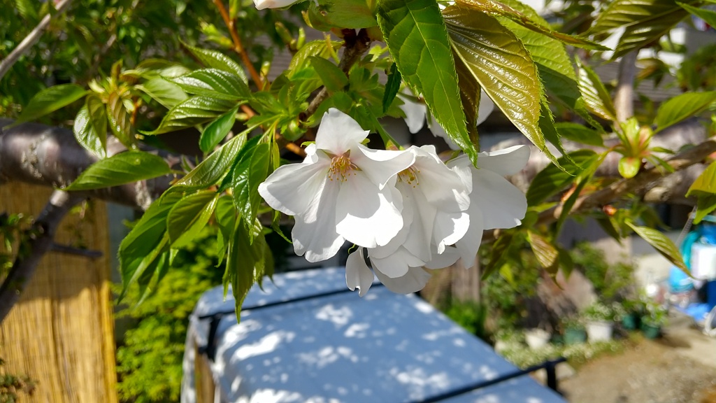 大島桜