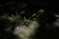 池の畔