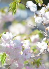 花桃？1