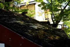 苔むす屋根　鹿児島神社