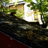 苔むす屋根　鹿児島神社