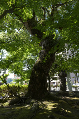 鹿児島神社3