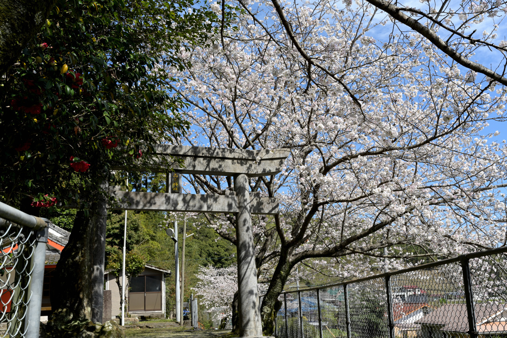 鳥居と桜