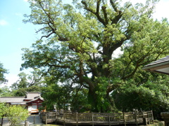 蒲生神社　１