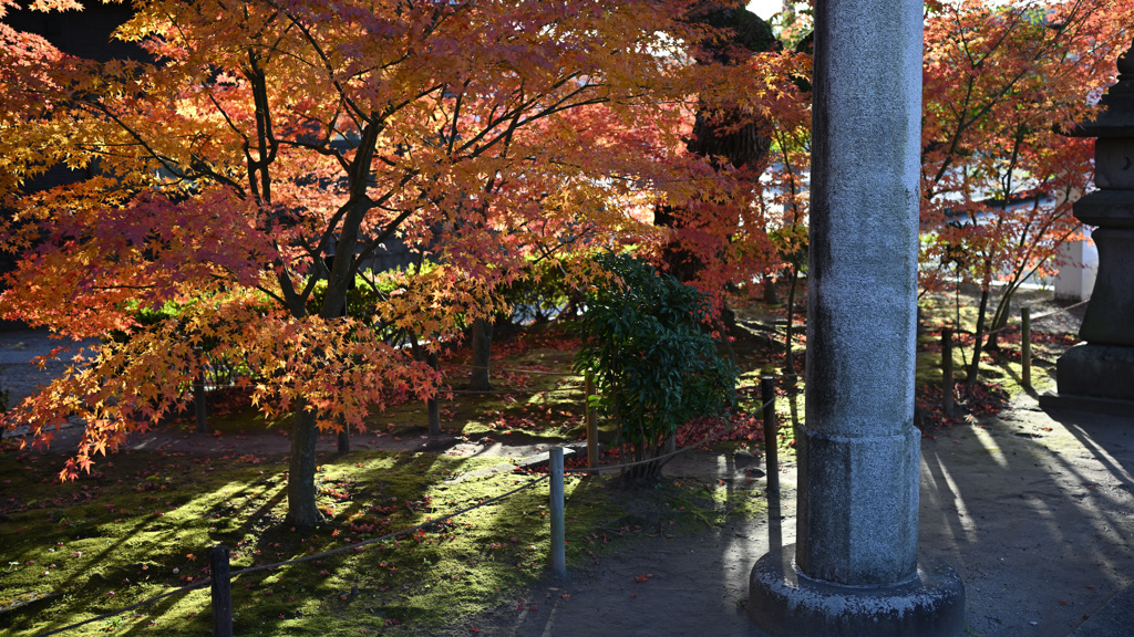 鹿児島神社の紅葉