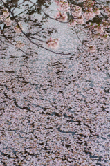 池桜
