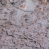 池桜