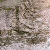 鏡桜