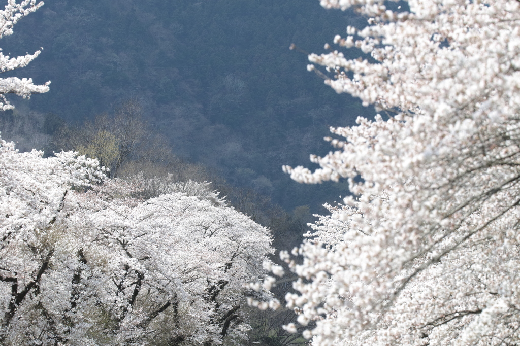 SDIM0984