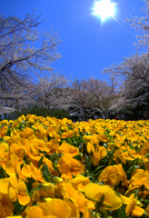 飛鳥山公園にて