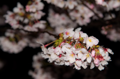 2015夜桜