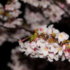 2015夜桜