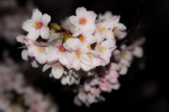 2015夜桜