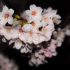 2015夜桜