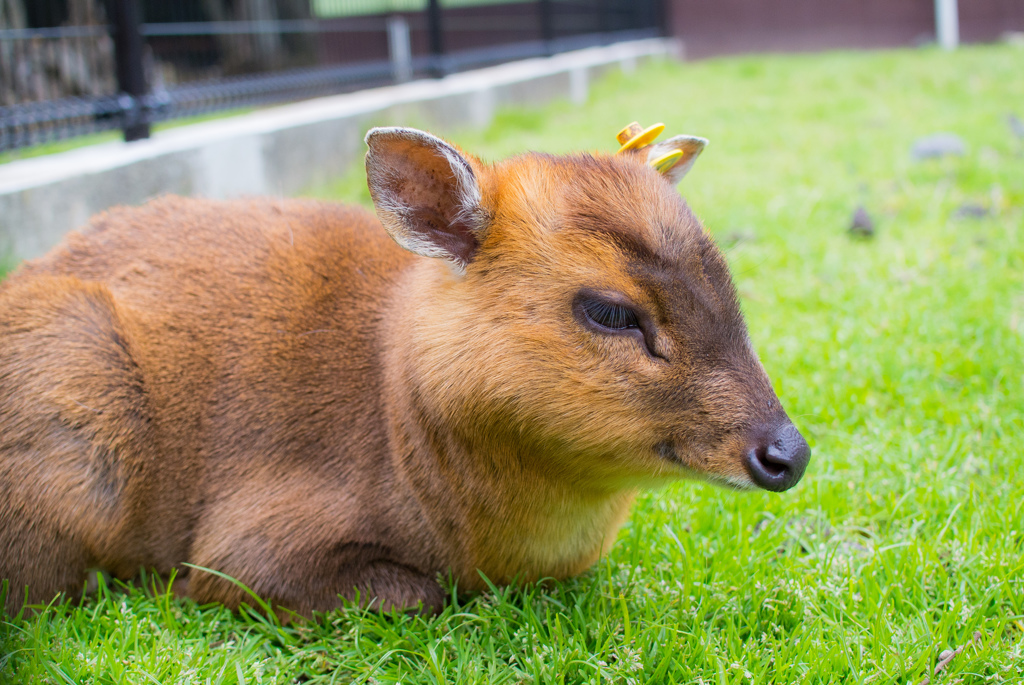 キョン