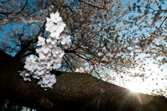 桜と光と陽光