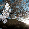 桜と光と陽光