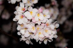 2015夜桜