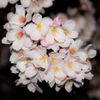 2015夜桜