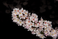 2015夜桜