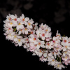 2015夜桜