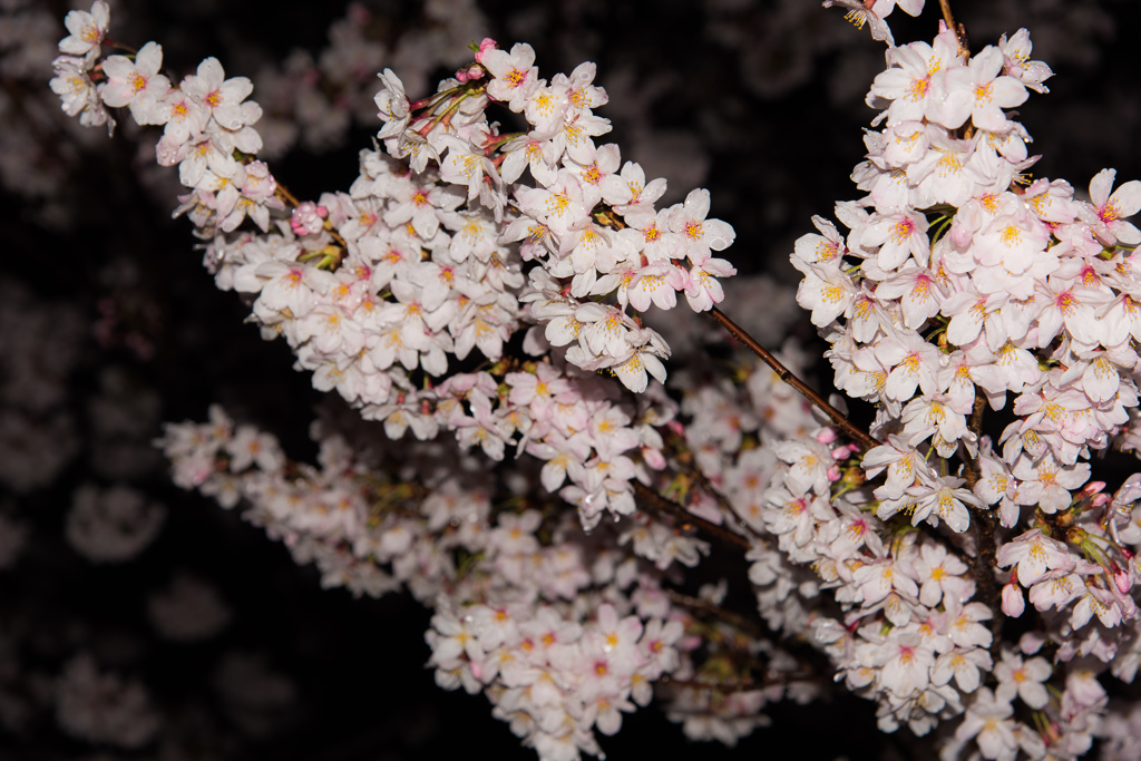 2015夜桜