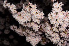 2015夜桜