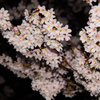 2015夜桜
