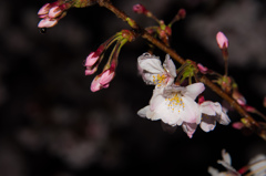 2015夜桜