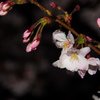 2015夜桜