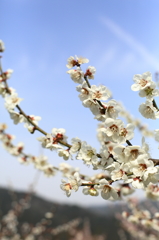 『ume blossom 』