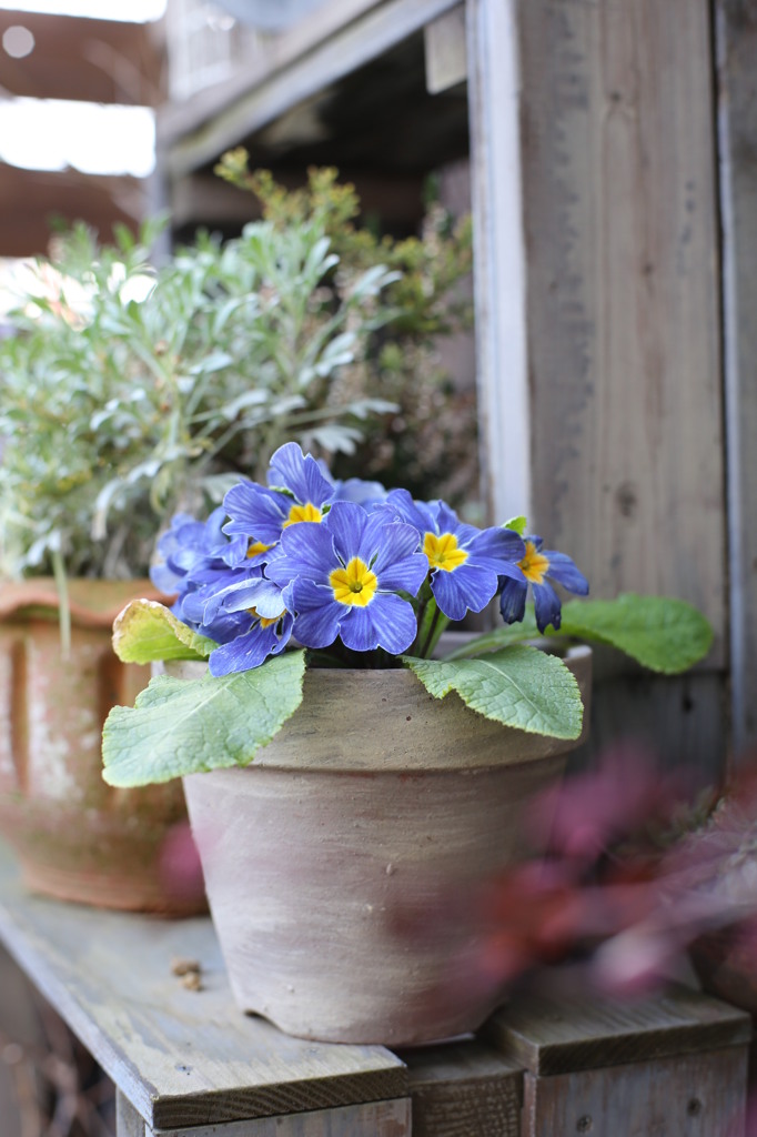 flower.