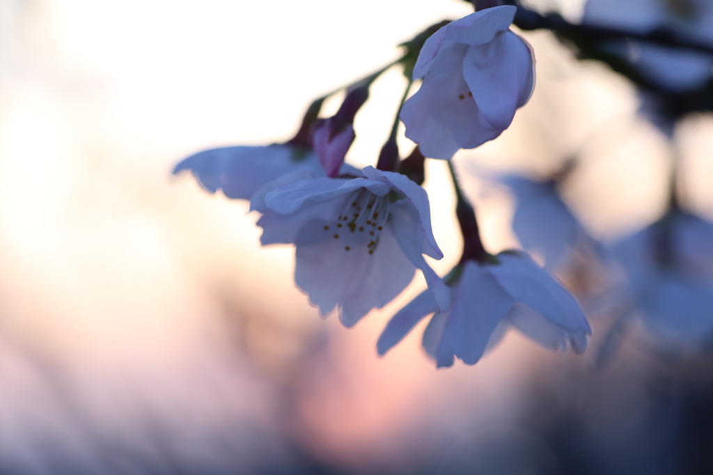 ☆Twilight  cheery  blossoms☆