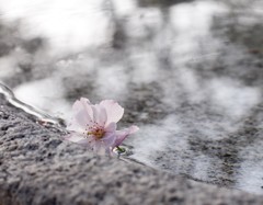 『cherry blossom ❆ 』