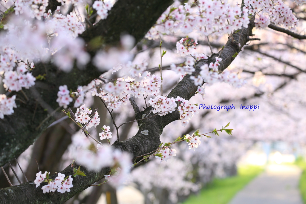 『桜』