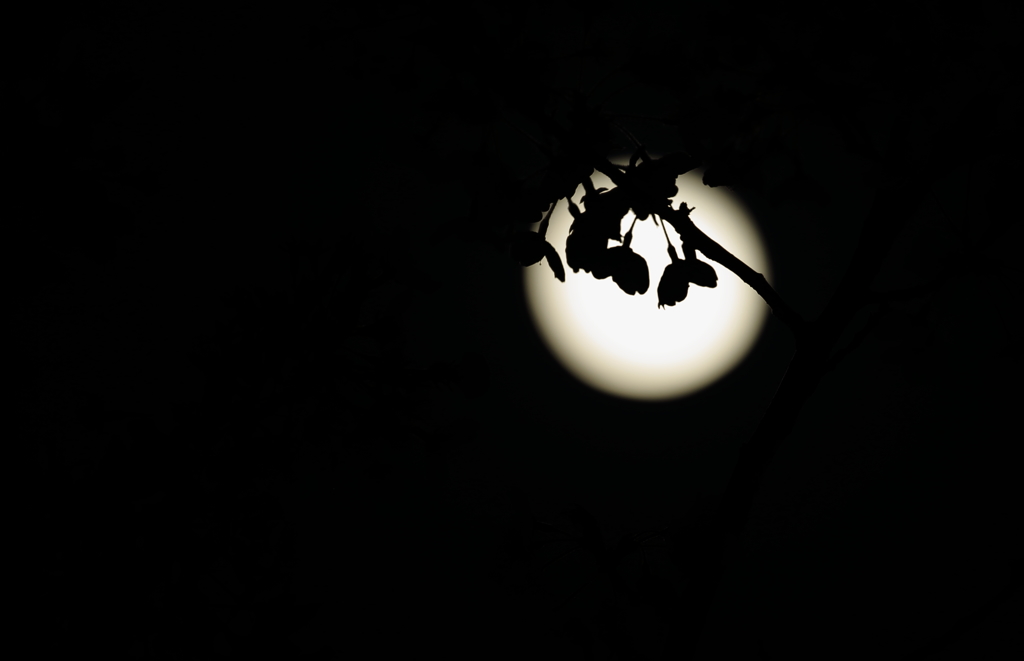 『 満月の夜 』