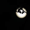 『 満月の夜 』