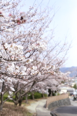 『cherry blossom ❆ 』